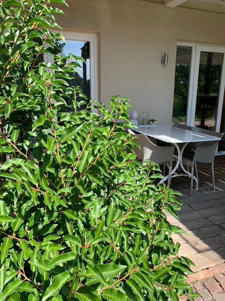 Gleisberg3 - Suedliche Weinstrasse Lägenhet Billigheim-Ingenheim Exteriör bild
